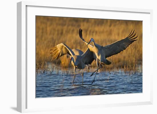 Sandhill Cranes Landing, Bosque Del Apache NWR, New Mexico, USA-Larry Ditto-Framed Photographic Print