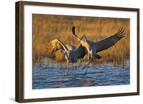 Sandhill Cranes Landing, Bosque Del Apache NWR, New Mexico, USA-Larry Ditto-Framed Photographic Print