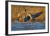 Sandhill Cranes Landing, Bosque Del Apache NWR, New Mexico, USA-Larry Ditto-Framed Photographic Print