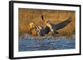 Sandhill Cranes Landing, Bosque Del Apache NWR, New Mexico, USA-Larry Ditto-Framed Photographic Print