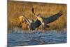 Sandhill Cranes Landing, Bosque Del Apache NWR, New Mexico, USA-Larry Ditto-Mounted Photographic Print