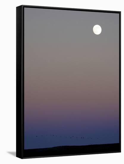 Sandhill Cranes Moon Flying Under Full Moon at Twilight-Arthur Morris-Framed Stretched Canvas