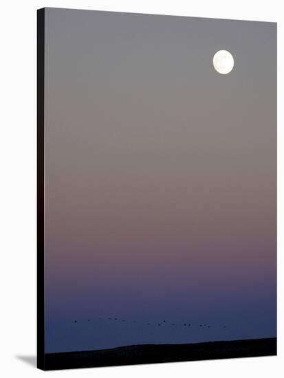 Sandhill Cranes Moon Flying Under Full Moon at Twilight-Arthur Morris-Stretched Canvas