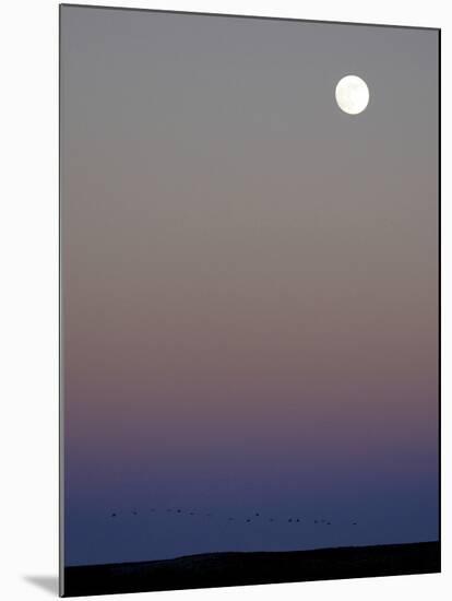 Sandhill Cranes Moon Flying Under Full Moon at Twilight-Arthur Morris-Mounted Photographic Print