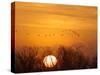 Sandhill Cranes Silhouetted Aginst Rising Sun, Leaving Platte River, Near Kearney, Nebraska, USA-Chuck Haney-Stretched Canvas