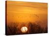 Sandhill Cranes Silhouetted Aginst Rising Sun, Leaving Platte River, Near Kearney, Nebraska, USA-Chuck Haney-Stretched Canvas