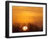 Sandhill Cranes Silhouetted Aginst Rising Sun, Leaving Platte River, Near Kearney, Nebraska, USA-Chuck Haney-Framed Premium Photographic Print