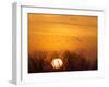 Sandhill Cranes Silhouetted Aginst Rising Sun, Leaving Platte River, Near Kearney, Nebraska, USA-Chuck Haney-Framed Premium Photographic Print
