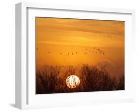 Sandhill Cranes Silhouetted Aginst Rising Sun, Leaving Platte River, Near Kearney, Nebraska, USA-Chuck Haney-Framed Premium Photographic Print