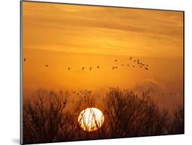 Sandhill Cranes Silhouetted Aginst Rising Sun, Leaving Platte River, Near Kearney, Nebraska, USA-Chuck Haney-Mounted Premium Photographic Print