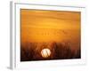 Sandhill Cranes Silhouetted Aginst Rising Sun, Leaving Platte River, Near Kearney, Nebraska, USA-Chuck Haney-Framed Photographic Print