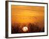 Sandhill Cranes Silhouetted Aginst Rising Sun, Leaving Platte River, Near Kearney, Nebraska, USA-Chuck Haney-Framed Photographic Print