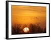 Sandhill Cranes Silhouetted Aginst Rising Sun, Leaving Platte River, Near Kearney, Nebraska, USA-Chuck Haney-Framed Photographic Print