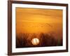 Sandhill Cranes Silhouetted Aginst Rising Sun, Leaving Platte River, Near Kearney, Nebraska, USA-Chuck Haney-Framed Photographic Print