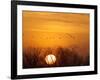 Sandhill Cranes Silhouetted Aginst Rising Sun, Leaving Platte River, Near Kearney, Nebraska, USA-Chuck Haney-Framed Photographic Print