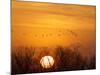 Sandhill Cranes Silhouetted Aginst Rising Sun, Leaving Platte River, Near Kearney, Nebraska, USA-Chuck Haney-Mounted Photographic Print