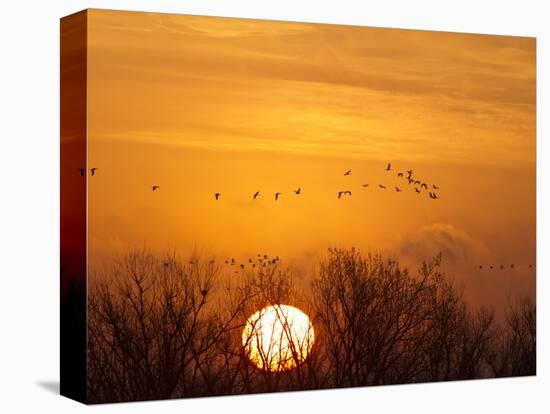 Sandhill Cranes Silhouetted Aginst Rising Sun, Leaving Platte River, Near Kearney, Nebraska, USA-Chuck Haney-Stretched Canvas