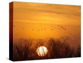 Sandhill Cranes Silhouetted Aginst Rising Sun, Leaving Platte River, Near Kearney, Nebraska, USA-Chuck Haney-Stretched Canvas