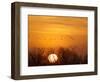 Sandhill Cranes Silhouetted Aginst Rising Sun, Leaving Platte River, Near Kearney, Nebraska, USA-Chuck Haney-Framed Photographic Print