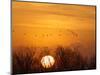 Sandhill Cranes Silhouetted Aginst Rising Sun, Leaving Platte River, Near Kearney, Nebraska, USA-Chuck Haney-Mounted Photographic Print