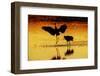 Sandhill cranes silhouetted at sunset. Bosque del Apache National Wildlife Refuge, New Mexico-Adam Jones-Framed Photographic Print