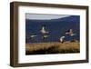 Sandhill Cranes take flight in the Flathead Valley, Montana, USA-Chuck Haney-Framed Photographic Print