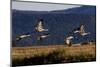 Sandhill Cranes take flight in the Flathead Valley, Montana, USA-Chuck Haney-Mounted Photographic Print