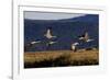 Sandhill Cranes take flight in the Flathead Valley, Montana, USA-Chuck Haney-Framed Photographic Print