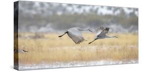 Sandhill Cranes Taking Flight, Bosque Del Apache, New Mexico, USA-Maresa Pryor-Stretched Canvas