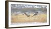 Sandhill Cranes Taking Flight, Bosque Del Apache, New Mexico, USA-Maresa Pryor-Framed Premium Photographic Print