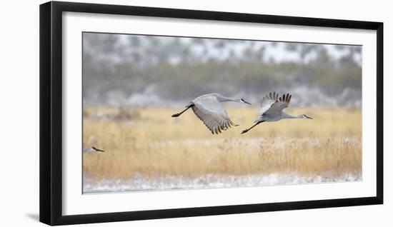 Sandhill Cranes Taking Flight, Bosque Del Apache, New Mexico, USA-Maresa Pryor-Framed Premium Photographic Print