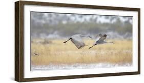 Sandhill Cranes Taking Flight, Bosque Del Apache, New Mexico, USA-Maresa Pryor-Framed Photographic Print