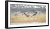 Sandhill Cranes Taking Flight, Bosque Del Apache, New Mexico, USA-Maresa Pryor-Framed Photographic Print