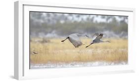 Sandhill Cranes Taking Flight, Bosque Del Apache, New Mexico, USA-Maresa Pryor-Framed Photographic Print