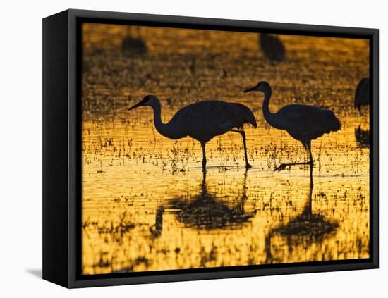 Sandhill Cranes wading, Bosque del Apache National Wildlife Refuge, Socorro, New Mexico, USA-Larry Ditto-Framed Stretched Canvas