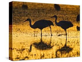 Sandhill Cranes wading, Bosque del Apache National Wildlife Refuge, Socorro, New Mexico, USA-Larry Ditto-Stretched Canvas