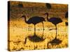 Sandhill Cranes wading, Bosque del Apache National Wildlife Refuge, Socorro, New Mexico, USA-Larry Ditto-Stretched Canvas