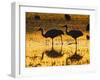 Sandhill Cranes wading, Bosque del Apache National Wildlife Refuge, Socorro, New Mexico, USA-Larry Ditto-Framed Photographic Print