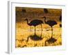 Sandhill Cranes wading, Bosque del Apache National Wildlife Refuge, Socorro, New Mexico, USA-Larry Ditto-Framed Photographic Print