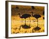 Sandhill Cranes wading, Bosque del Apache National Wildlife Refuge, Socorro, New Mexico, USA-Larry Ditto-Framed Photographic Print