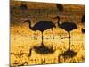 Sandhill Cranes wading, Bosque del Apache National Wildlife Refuge, Socorro, New Mexico, USA-Larry Ditto-Mounted Photographic Print
