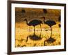 Sandhill Cranes wading, Bosque del Apache National Wildlife Refuge, Socorro, New Mexico, USA-Larry Ditto-Framed Photographic Print