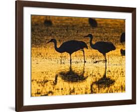 Sandhill Cranes wading, Bosque del Apache National Wildlife Refuge, Socorro, New Mexico, USA-Larry Ditto-Framed Photographic Print