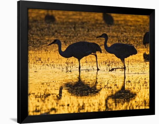 Sandhill Cranes wading, Bosque del Apache National Wildlife Refuge, Socorro, New Mexico, USA-Larry Ditto-Framed Photographic Print