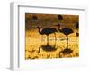 Sandhill Cranes wading, Bosque del Apache National Wildlife Refuge, Socorro, New Mexico, USA-Larry Ditto-Framed Photographic Print