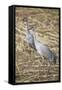 Sandhill Cranes-DLILLC-Framed Stretched Canvas