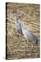 Sandhill Cranes-DLILLC-Stretched Canvas