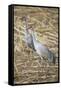 Sandhill Cranes-DLILLC-Framed Stretched Canvas