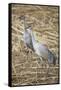 Sandhill Cranes-DLILLC-Framed Stretched Canvas