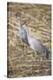 Sandhill Cranes-DLILLC-Stretched Canvas